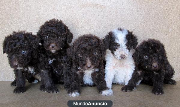 Tenemos Cachorros de Perros agua.