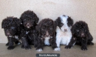 Tenemos Cachorros de Perros agua. - mejor precio | unprecio.es