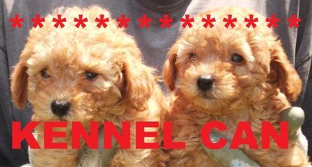 a la venta cachorros de caniche miniatura y enano