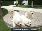 Bichon frise , excelentes cachorros. - mejor precio | unprecio.es