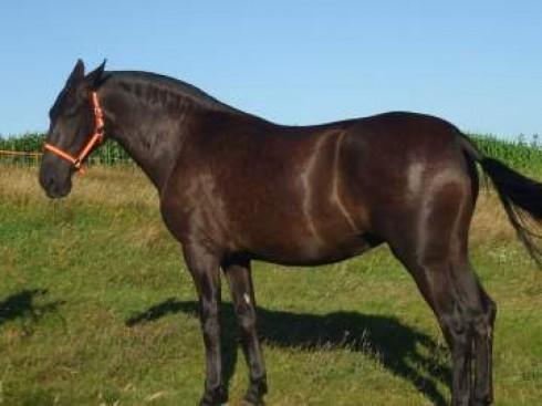 Caballos pre en santiago de compostela