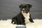 CACHORRITOS DE STAFFORDSHIRE BULL TERRIER, EXCELENTE LINEA - mejor precio | unprecio.es