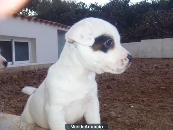 cachorros de jack russell terrier