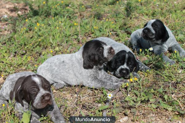 Cachorros Deutsch Drahthaar con pedigree preciosos