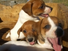 CACHORROS JACK RUSSEL DE GRAN CALIDAD  POR 500 EUROS - mejor precio | unprecio.es