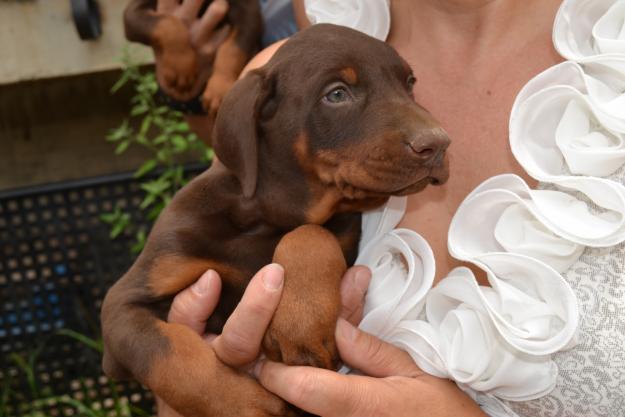 doberman cachorro marron macho