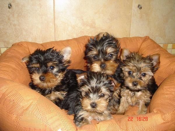 perritos con dos meses por 300E excelente genetica