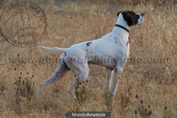 pointer para montas