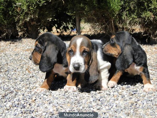 PRECIOSOS BASSETS