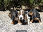PRECIOSOS BASSETS - mejor precio | unprecio.es