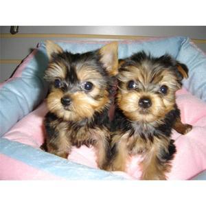 Preciosos yorkshire minis machos y hembras