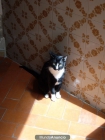 Regalo gatito - mejor precio | unprecio.es