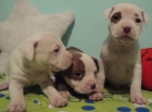 SE VENDEN 3 ULTIMAS HEMBRAS PIT BULL RED NOSE DE LA CAMADA - mejor precio | unprecio.es