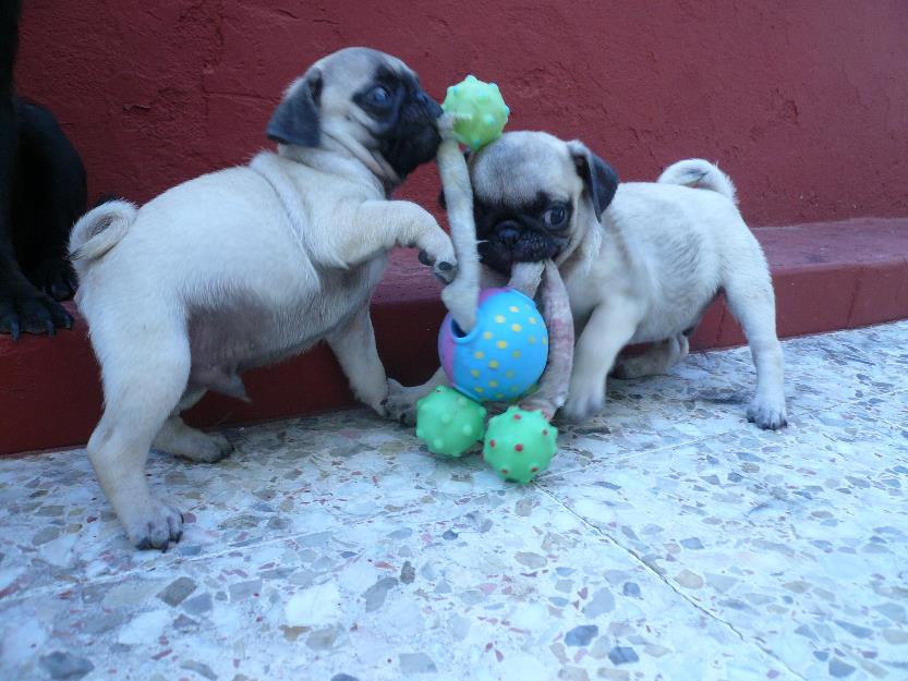 ultimos dos cachorros de carlino