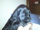 Venta cachorros cocker spaniel - mejor precio | unprecio.es