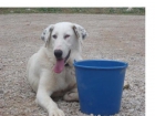 Xico, un cachorrón enorme y especial en adopción - mejor precio | unprecio.es