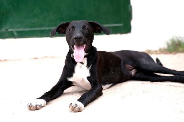 Aaron. perro en adopcion