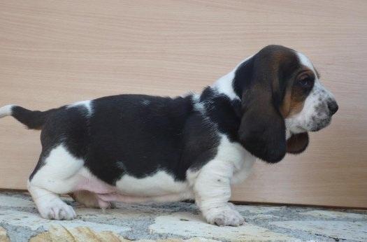 Basset Hound