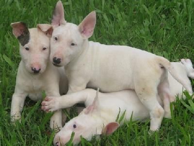 BULL TERRIER nueva camada en oferta