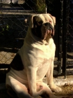 bulldog americanos XXL - mejor precio | unprecio.es