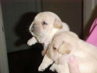 Cachorros Bulldog Frances,excelente pedigree 100 - mejor precio | unprecio.es
