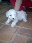 Cachorros de bichon maltes - mejor precio | unprecio.es