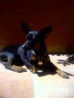 pinscher miniatura busca novia en granada - mejor precio | unprecio.es