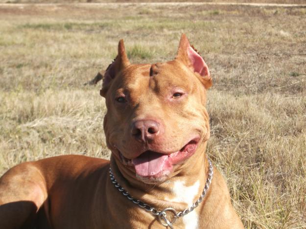 PITBULL RED NOSE PARA MONTAS