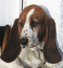 Regalo Basset Hound hembra - mejor precio | unprecio.es