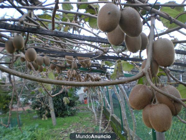 Vendo Kiwis