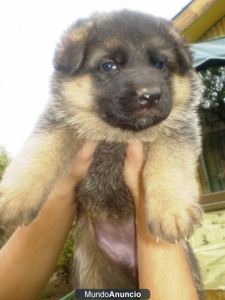 CACHORRO DE PASTOR ALEMÁN