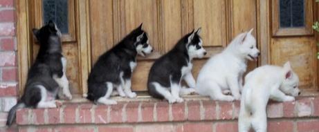 5 ojos azules siberian huskies cachorros a la venta.