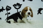 BEAGLE _ CAHORRITO MUY COTIZADO _ MACHOS Y HEMBRAS DISPONIBLES - mejor precio | unprecio.es
