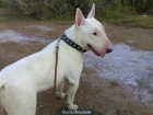 bull terrier - mejor precio | unprecio.es