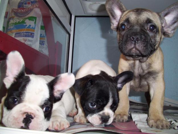 bulldog frances