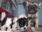 bulldog frances - mejor precio | unprecio.es