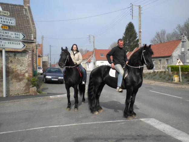 Caballos Friesian disponible