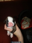 cachorros de boxer - mejor precio | unprecio.es