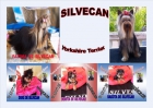 Cachorros Yorkshire Terrier de Silvecan - mejor precio | unprecio.es