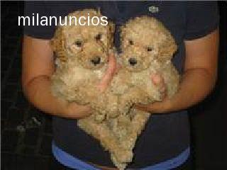 Caniches preciosos