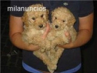 Caniches preciosos - mejor precio | unprecio.es