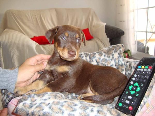 Cuzco, cachorrito de 1 mes abandonado en la puerta de un instituto