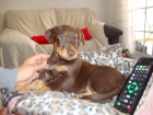 Cuzco, cachorrito de 1 mes abandonado en la puerta de un instituto - mejor precio | unprecio.es