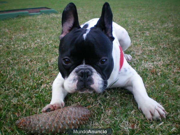 Macho Bulldog Francés se ofrece para monta