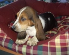 Tiernos cachorros de Basset hound,.- Sevilla - mejor precio | unprecio.es