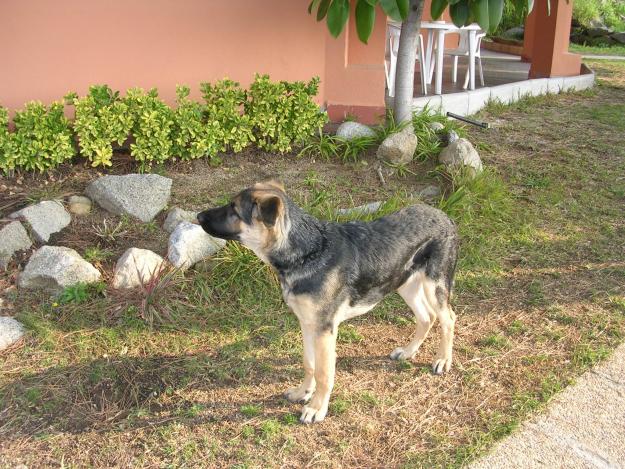 Doy en adopción pastor aleman