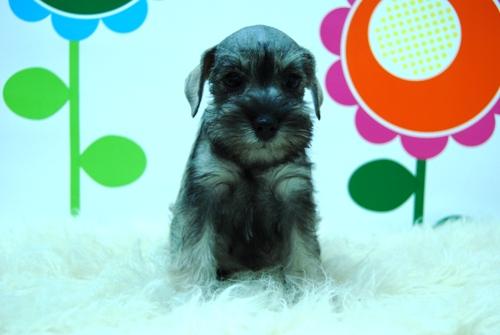 Cría y Selección de Schnauzer Miniatura.  Cachorros para compañia y exposición.