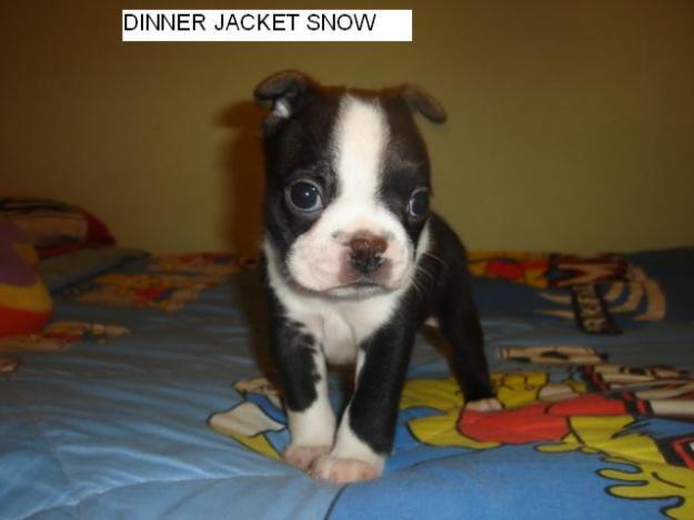 2 Excelente Cachorritas Boston terrier