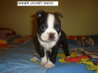 2 Excelente Cachorritas Boston terrier - mejor precio | unprecio.es