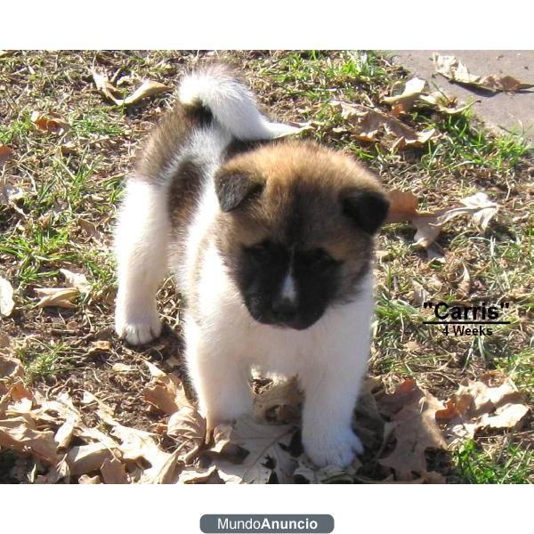 akita adorable cachorro para su aprobac